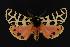  (Grammia sp - CNCNoctuoidea13708)  @14 [ ] Unspecified (default): All Rights Reserved  Unspecified Unspecified