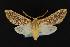  ( - CNCNoctuoidea13810)  @14 [ ] Unspecified (default): All Rights Reserved  Unspecified Unspecified
