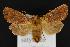  (Ufeus satyricus - CNCNoctuoidea13862)  @14 [ ] Unspecified (default): All Rights Reserved  Unspecified Unspecified