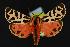  (Grammia favorita - CNCNoctuoidea13902)  @14 [ ] Unspecified (default): All Rights Reserved  Unspecified Unspecified