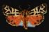  ( - CNCNoctuoidea13903)  @14 [ ] Unspecified (default): All Rights Reserved  Unspecified Unspecified