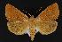  ( - CNCNoctuoidea13972)  @14 [ ] Unspecified (default): All Rights Reserved  Unspecified Unspecified