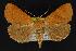  (Phoberia sp - CNCNoctuoidea13974)  @14 [ ] Unspecified (default): All Rights Reserved  Unspecified Unspecified
