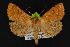  (Phoberia ingenua - CNCNoctuoidea13975)  @14 [ ] Unspecified (default): All Rights Reserved  Unspecified Unspecified