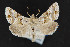  (Euchalcia albavitta - CNC LEP 00047457)  @13 [ ] Unspecified (default): All Rights Reserved  Unspecified Unspecified