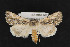  (Sympistis laticosta - CNC LEP 00047458)  @12 [ ] Unspecified (default): All Rights Reserved  Unspecified Unspecified
