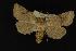  (Orthosia nongenerica - NOC14010)  @13 [ ] Unspecified (default): All Rights Reserved  Unspecified Unspecified