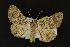  (Matigramma inopinata - NOC14016)  @14 [ ] Unspecified (default): All Rights Reserved  Unspecified Unspecified
