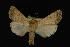  (Protoperigea subterminata - NOC14038)  @14 [ ] Unspecified (default): All Rights Reserved  Unspecified Unspecified