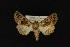 (Euamiana torniplaga - NOC14046)  @14 [ ] Unspecified (default): All Rights Reserved  Unspecified Unspecified