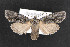  (Lithophane atara - NOC14279)  @14 [ ] Unspecified (default): All Rights Reserved  Unspecified Unspecified