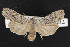  (Lithophane contenta - NOC14295)  @14 [ ] Unspecified (default): All Rights Reserved  Unspecified Unspecified