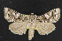  (Hadena circumvadis - NOC14320)  @14 [ ] Unspecified (default): All Rights Reserved  Unspecified Unspecified