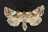  (Hadena caelestis - NOC14326)  @14 [ ] Unspecified (default): All Rights Reserved  Unspecified Unspecified
