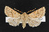 (Orthosia ferrigera - NOC14343)  @14 [ ] Unspecified (default): All Rights Reserved  Unspecified Unspecified