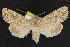  (Sideridis fuscolutea - NOC14373)  @15 [ ] Unspecified (default): All Rights Reserved  Unspecified Unspecified