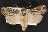  (Agrotis robustior - NOC14416)  @15 [ ] Unspecified (default): All Rights Reserved  Unspecified Unspecified