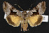  (Syngrapha orophila - NOC14441)  @15 [ ] Unspecified (default): All Rights Reserved  Unspecified Unspecified