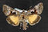  (Syngrapha borea - NOC14448)  @14 [ ] Unspecified (default): All Rights Reserved  Unspecified Unspecified