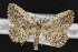  (Mycterophora inexplicata - NOC14460)  @13 [ ] Unspecified (default): All Rights Reserved  Unspecified Unspecified