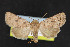 (Homorthodes rubritincta - NOC14493)  @13 [ ] Unspecified (default): All Rights Reserved  Unspecified Unspecified