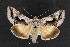  (Syngrapha surena - NOC14499)  @14 [ ] Unspecified (default): All Rights Reserved  Unspecified Unspecified