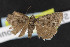  (Sympistis wilsoni - NOC14536)  @11 [ ] Unspecified (default): All Rights Reserved  Unspecified Unspecified