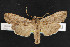  (Lithophane signosa - NOC14563)  @14 [ ] Unspecified (default): All Rights Reserved  Unspecified Unspecified