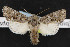  (Epidemas obscurus - NOC14584)  @14 [ ] Unspecified (default): All Rights Reserved  Unspecified Unspecified