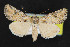  (Hadenella - NOC14621)  @15 [ ] Unspecified (default): All Rights Reserved  Unspecified Unspecified