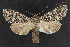  (Papestra invalida - NOC14643)  @15 [ ] Unspecified (default): All Rights Reserved  Unspecified Unspecified