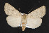  (Protoperigea anotha - NOC14688)  @15 [ ] Unspecified (default): All Rights Reserved  Unspecified Unspecified
