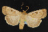  (Pseudohermonassa flavotincta - NOC14734)  @14 [ ] Unspecified (default): All Rights Reserved  Unspecified Unspecified