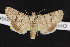  (Sympistis lepipoloides - NOC14821)  @14 [ ] Unspecified (default): All Rights Reserved  Unspecified Unspecified