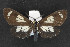  (Gnophaela discreta - CNC LEP00054182)  @12 [ ] Unspecified (default): All Rights Reserved  Unspecified Unspecified