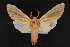  (Pseudohemihyalea ambigua - CNC LEP00054199)  @15 [ ] Unspecified (default): All Rights Reserved  Unspecified Unspecified