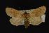  (Xestia thula - NOC14153)  @14 [ ] Unspecified (default): All Rights Reserved  Unspecified Unspecified