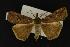  (Hypena decorata - NOC14194)  @13 [ ] Unspecified (default): All Rights Reserved  Unspecified Unspecified