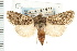  ( - CNC LEP00053173)  @14 [ ] CreativeCommons - Attribution (2008) Unspecified Centre for Biodiversity Genomics