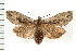  (Lithophane thujae - CNC LEP00053182)  @15 [ ] CreativeCommons - Attribution (2008) Unspecified Centre for Biodiversity Genomics