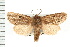 ( - CNC LEP00053185)  @14 [ ] CreativeCommons - Attribution (2008) Unspecified Centre for Biodiversity Genomics