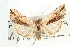  (Hypotrix diplogramma - CNC LEP00053193)  @14 [ ] CreativeCommons - Attribution (2008) Unspecified Centre for Biodiversity Genomics