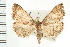  ( - CNC LEP00053203)  @13 [ ] CreativeCommons - Attribution (2008) Unspecified Centre for Biodiversity Genomics