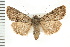  ( - CNC LEP00053209)  @15 [ ] CreativeCommons - Attribution (2008) Unspecified Centre for Biodiversity Genomics