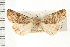  ( - CNC LEP00053222)  @11 [ ] CreativeCommons - Attribution (2008) Unspecified Centre for Biodiversity Genomics