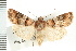  ( - CNC LEP00053234)  @14 [ ] CreativeCommons - Attribution (2008) Unspecified Centre for Biodiversity Genomics