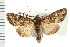  ( - CNC LEP00053238)  @11 [ ] CreativeCommons - Attribution (2008) Unspecified Centre for Biodiversity Genomics