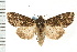 ( - CNC LEP00053239)  @11 [ ] CreativeCommons - Attribution (2008) Unspecified Centre for Biodiversity Genomics