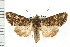  ( - CNC LEP00053240)  @11 [ ] CreativeCommons - Attribution (2008) Unspecified Centre for Biodiversity Genomics