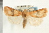  ( - CNC LEP00053245)  @14 [ ] CreativeCommons - Attribution (2008) Unspecified Centre for Biodiversity Genomics